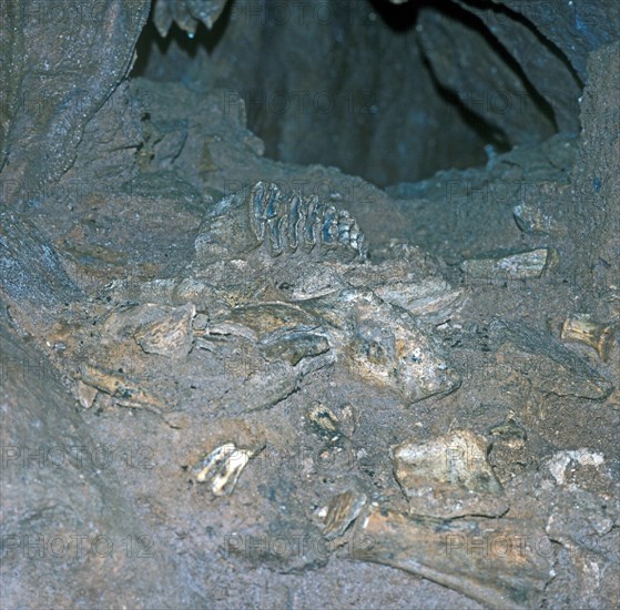 Fossils Show Tooth of Baby Straight Tusk Elephant/William Pengell Cave