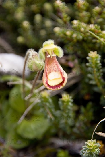 Slipper flower