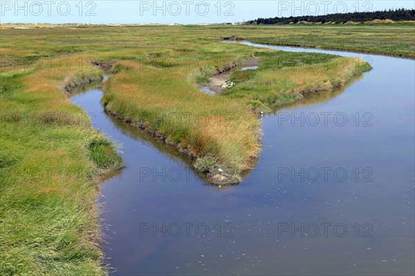 Salt marshes and tidal flats