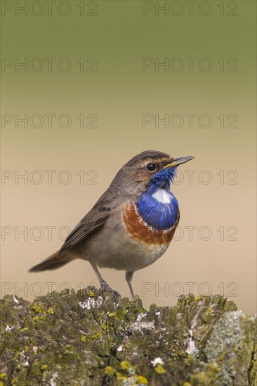 White-spotted bluethroat