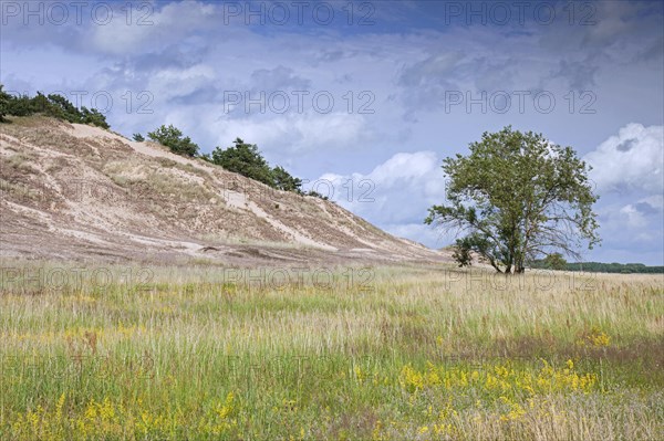 Inland dunes near Klein Schmoelen on the Elbe