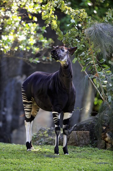 Okapi