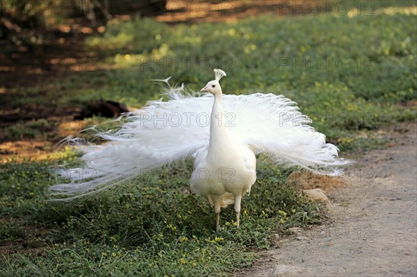 Indian Peafowl