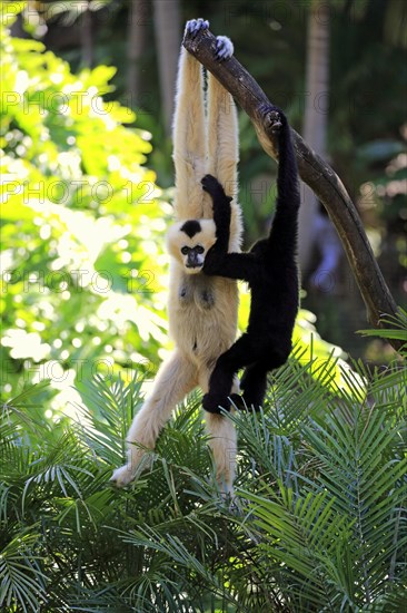 Northern white-cheeked gibbon