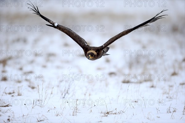 Steppe eagle