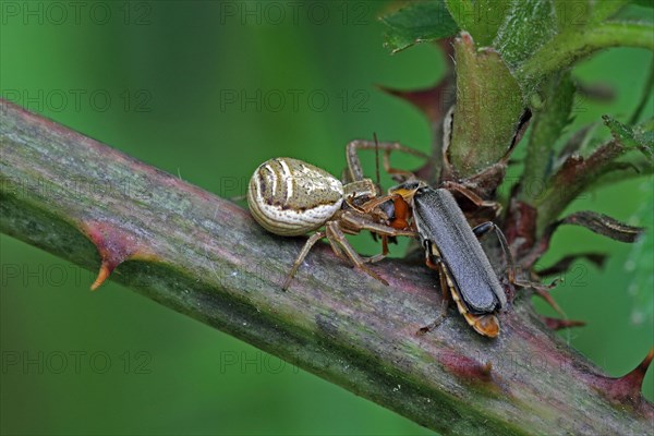 Crab spider with captured soft-bodied beetle
