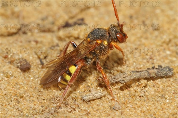 Redheaded Wasp Bee