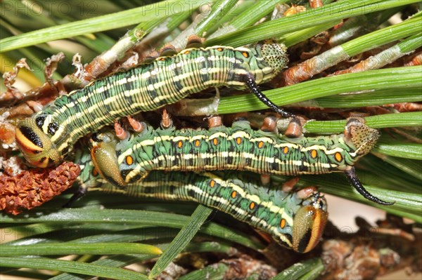 Pine Hawk Moth