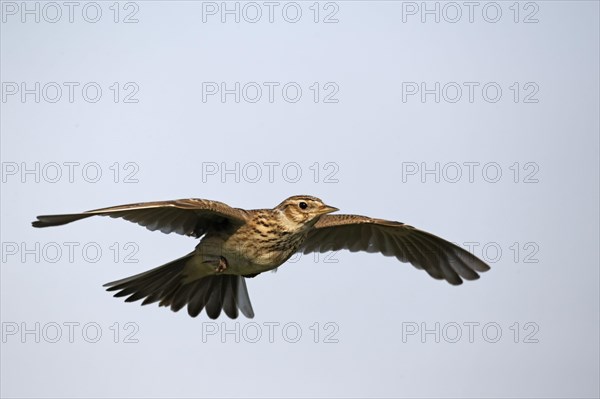 Skylark