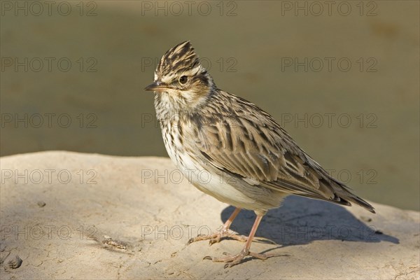 Woodlark