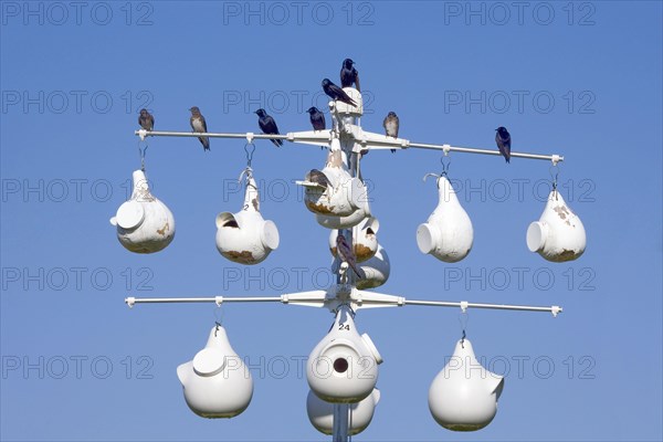 Purple martin