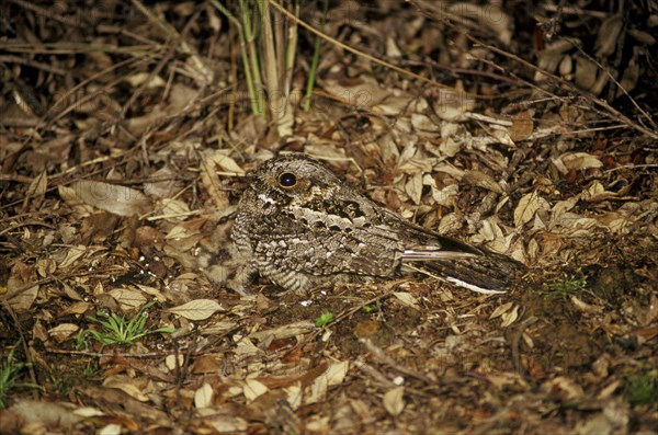 Fiery necked Nightjar