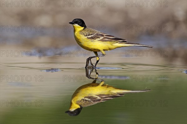 Black-headed Wagtail