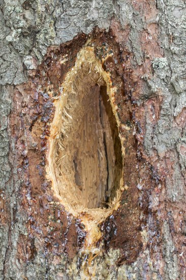 A characteristic rectangular oblong hole excavated by a Black Woodpecker