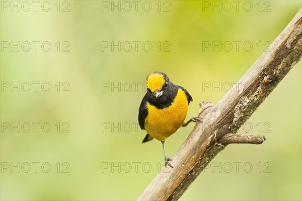 Orange-bellied Euphonia