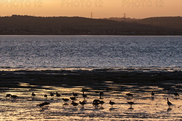 Brant goose