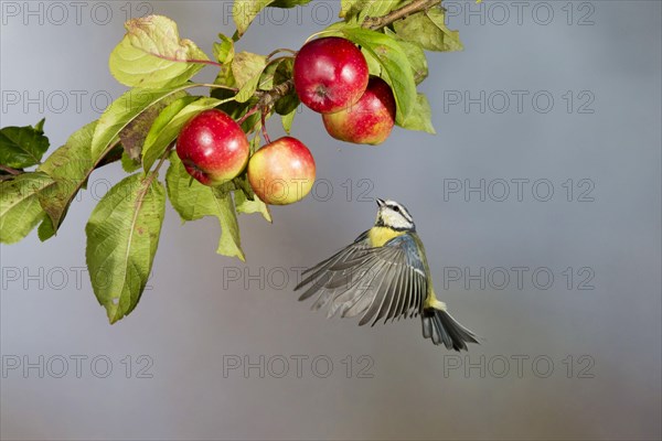 Blue Tit