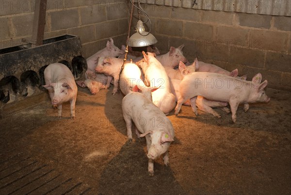 Pig farming