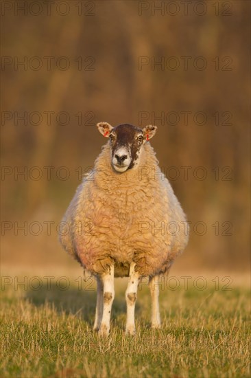 Domestic Sheep