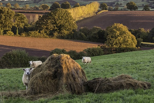 Domestic sheep