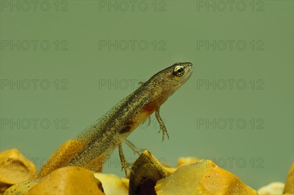 Palmate newt