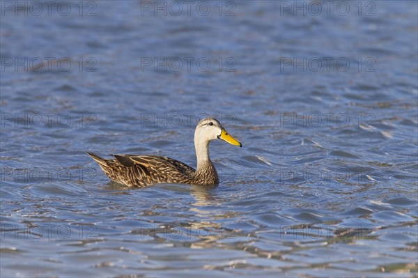 Mottled mottled duck