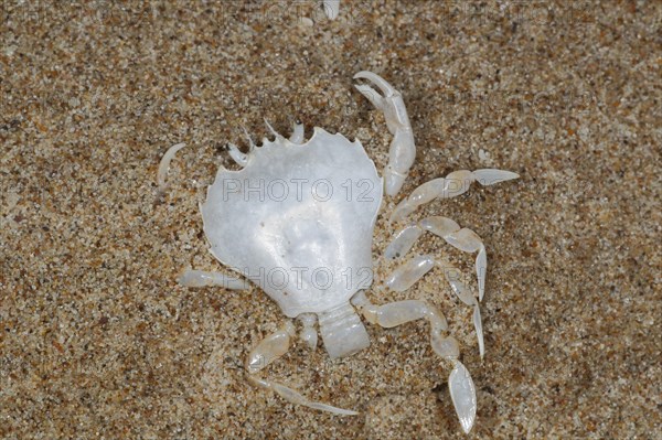 Swimming crab