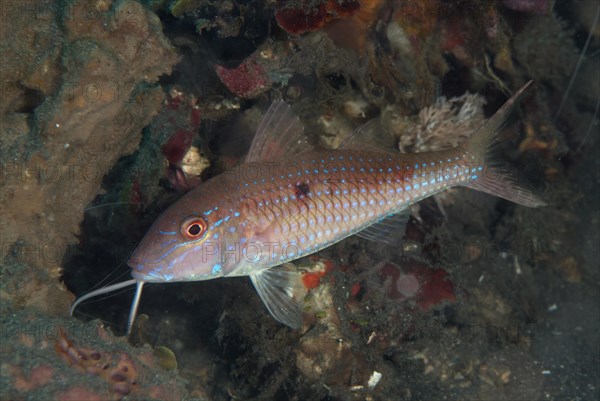 Red-spotted mullet