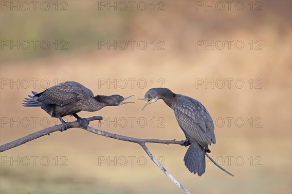 Lesser little cormorant