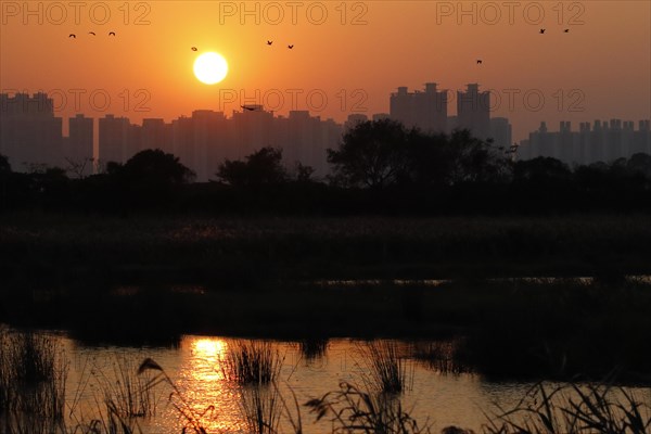 View across wetland towards skyscrapers at sunset