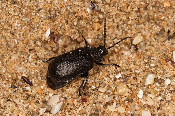 Rainfern leaf beetle