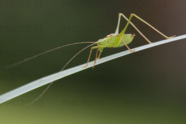 Speckled Bush-cricket