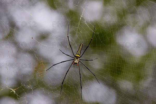 Silk spider