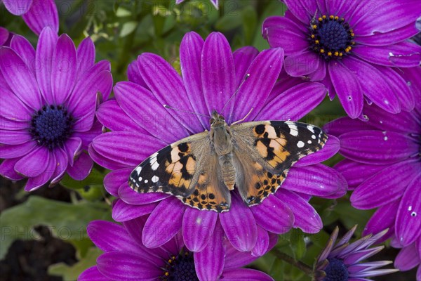 Painted painted lady