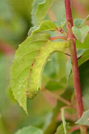 Silver streaked vine hawk-moth