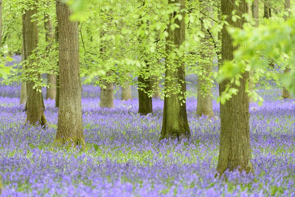 Common Bluebell