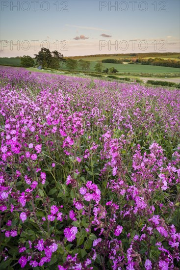 Red campion