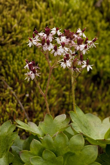 Nelson's Brook Saxifrage