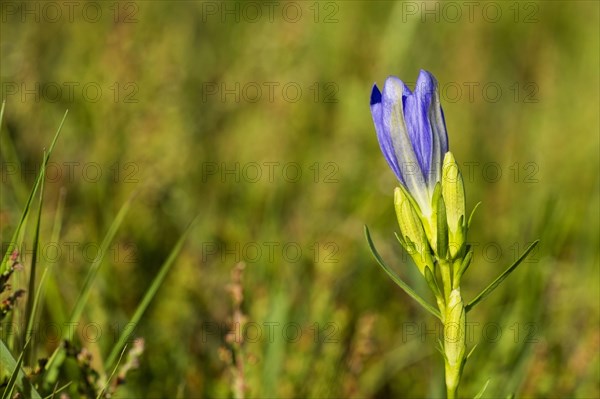 Flowering marsh gentian