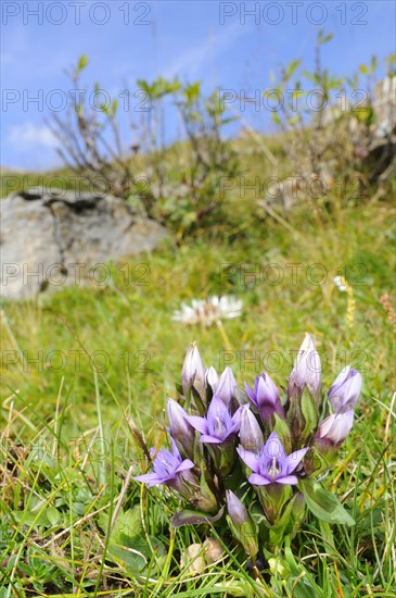 Dolomitian Gentian