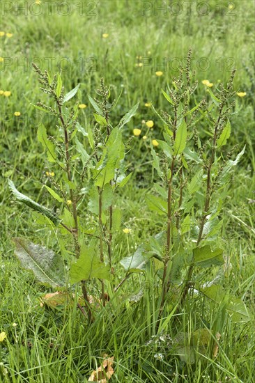 Broad-leaved Dock