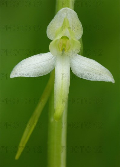 Lesser Butterfly Orchid