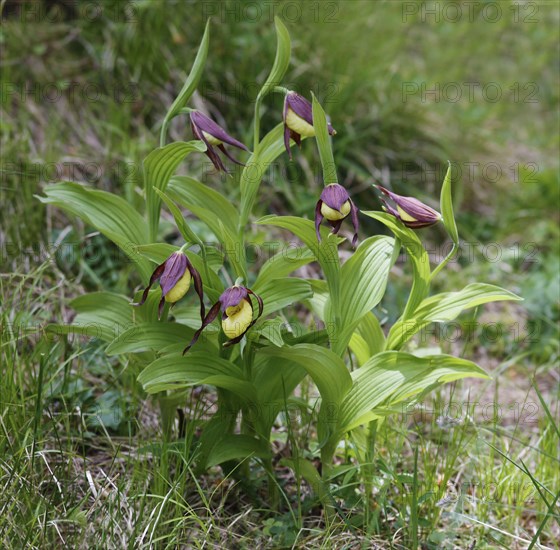 Flowering yellow lady's slipper orchid