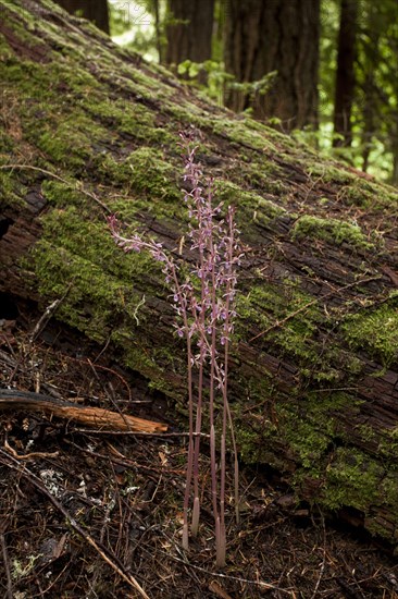 Western Coralroot