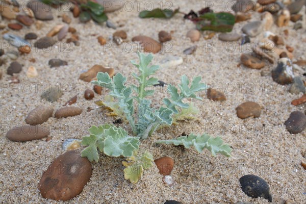 Yellow-horned poppies