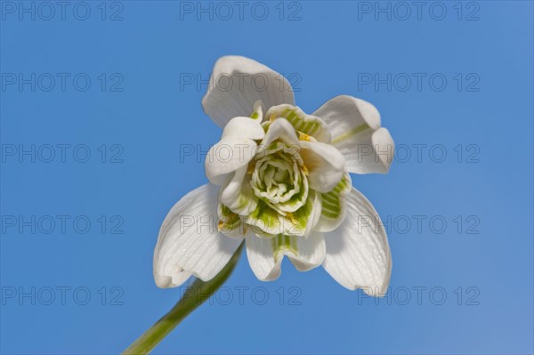 Common snowdrop