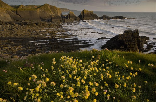 Kidney-vetch