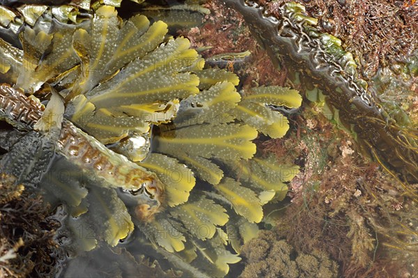 Toothed Wrack