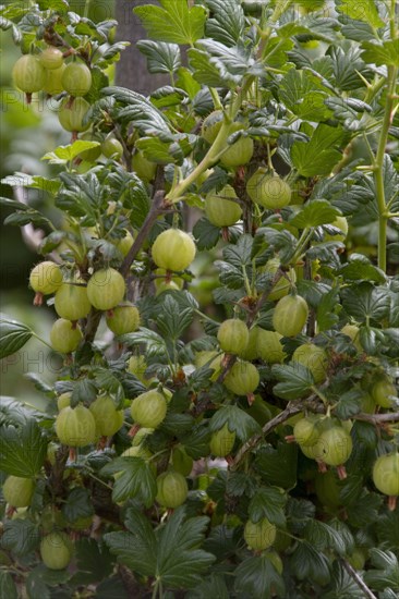 Gooseberry