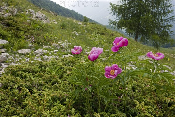 European Peony